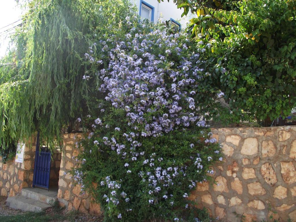 Miramar Pansiyon Kaş Buitenkant foto