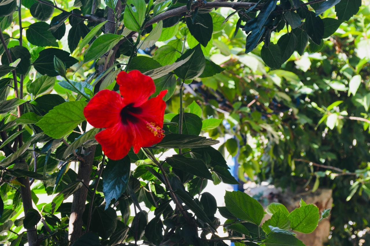Miramar Pansiyon Kaş Buitenkant foto